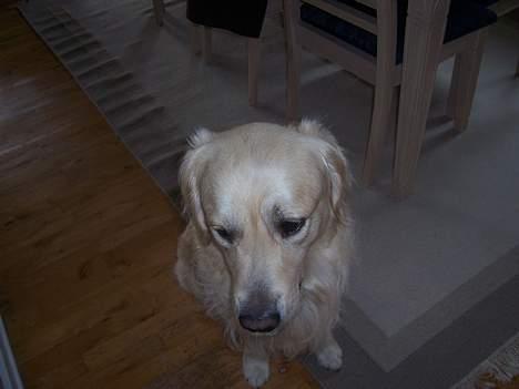 Golden retriever Lergaardens Playfull Pokémon (Tyson) - hmmmm. gjorde jeg noget forkert? billede 7