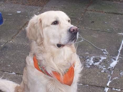 Golden retriever Lergaardens Playfull Pokémon (Tyson) - Mig og min elskede klud! billede 8