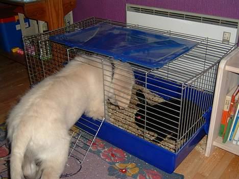 Golden retriever Lergaardens Playfull Pokémon (Tyson) - Er der mon plads til mig?  billede 9