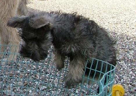 Dvaergschnauzer Solimans A Taste Of Honey billede 9