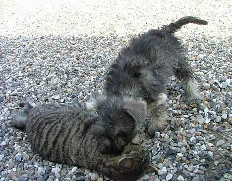 Dvaergschnauzer Solimans A Taste Of Honey billede 10