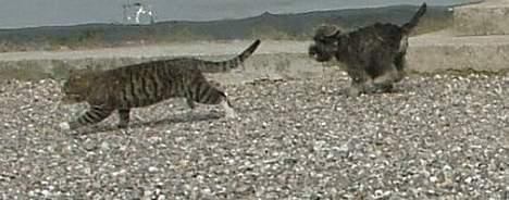 Dvaergschnauzer Solimans A Taste Of Honey billede 11