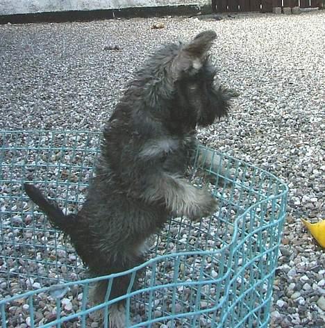 Dvaergschnauzer Solimans A Taste Of Honey billede 12