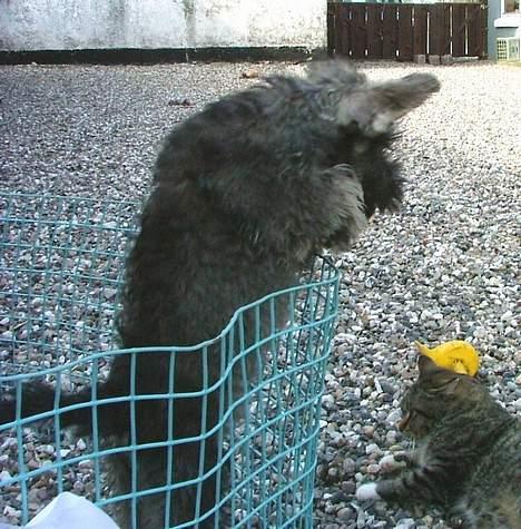 Dvaergschnauzer Solimans A Taste Of Honey billede 13