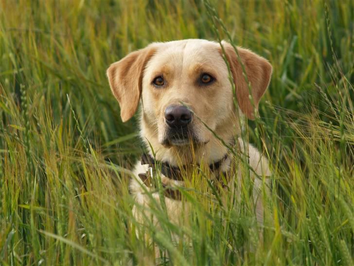 Labrador retriever (Formel 1) Sally billede 13