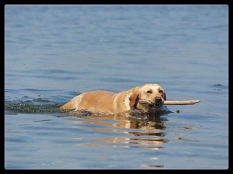 Labrador retriever (Formel 1) Sally - Jeg er på vejjj billede 14