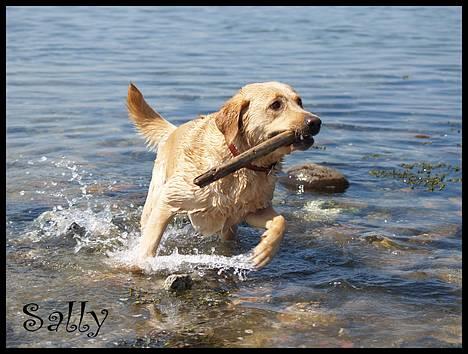 Labrador retriever (Formel 1) Sally billede 15