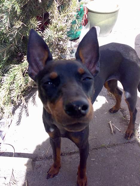 Engelsk toy terrier Fifi Gong Gong    - Må da lige undersøge hvad det er, min mor hele tiden render rundt og knipser med billede 17