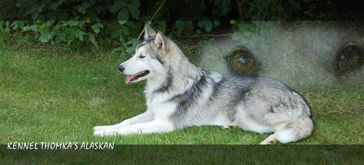 Alaskan malamute Aashka billede 1