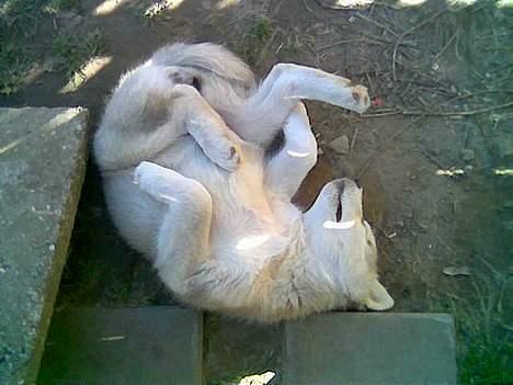 Alaskan malamute Aashka - Jeg tager lige en slapper billede 2