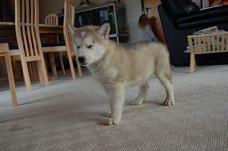 Alaskan malamute Aashka - Er blitzen ikke lidt skarp billede 3