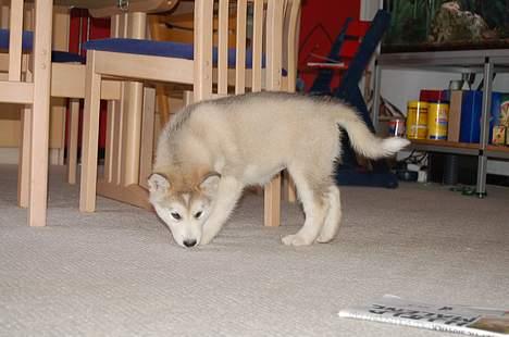 Alaskan malamute Aashka - Jeg skal lige undersøge det hele billede 4