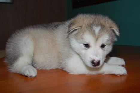 Alaskan malamute Aashka - 5 uger gammel billede 5
