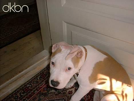 Amerikansk staffordshire terrier Prinsesse Thira RIP :( billede 15