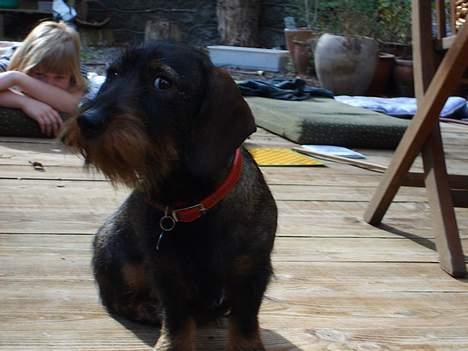 Gravhund Sophie  - "eej helene hva laver du?" billede 10