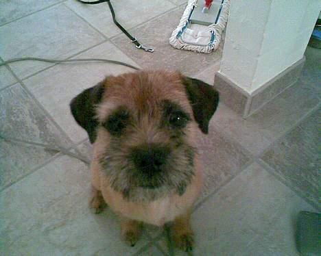 Border terrier Acita - jeg er lige blevet trimmet:) billede 12