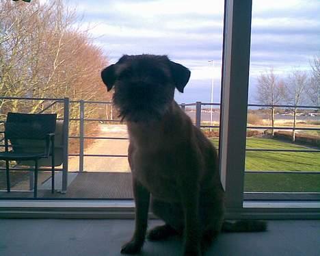 Border terrier Acita - Hold k*ft en flot udsigt<3 billede 13