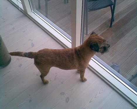 Border terrier Acita - Der er noget der ude billede 15