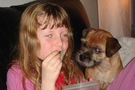 Border terrier Acita - Sandra spiser, der er også tilskuer på<3 billede 16