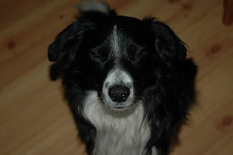 Border collie Jesse James - ej hold nu op.... billede 6