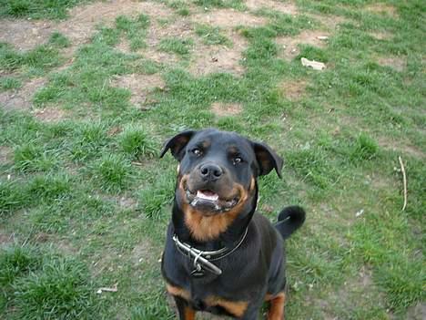 Rottweiler Dikadiabolos Ukita R.I.P - sagde du mit navn? billede 4
