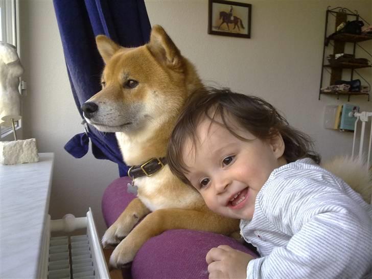 Shiba Shinko *elsket og savnet  - hej og velkommen til Shinko´s side. billede 1