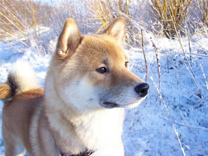 Shiba Shinko *elsket og savnet  - her er han så.. den lille supermand billede 2