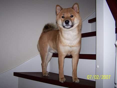 Shiba Shinko *elsket og savnet  - lidt kongelig har man altid lov til at være.. det her er så hans ynglingssted at stå.. han føler sig lidt hævet over alt andet;-) hehe billede 3