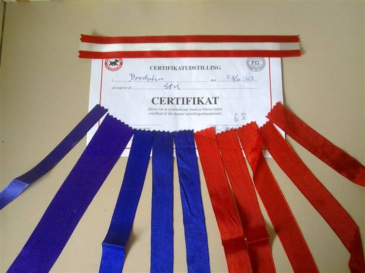 Shiba Shinko *elsket og savnet  - vi nåede ikk så mange udstillinger, men han gjorde det godt når han var afsted.. her er den samling han nåede at "indtjene" billede 4