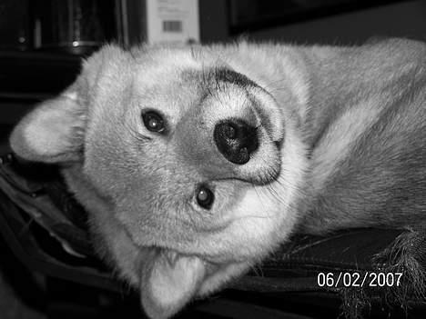 Shiba Shinko *elsket og savnet  - ja han lå faktisk og sov, men kunne ikk lade være med at kigge, da jeg gik rundt og tog billeder.. så sku jeg da også ha et billede af ham billede 5