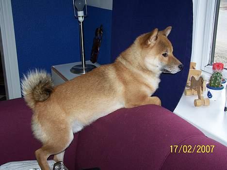 Shiba Shinko *elsket og savnet  - han elsker at stå sådan i mine sofaer. her kan han holde øje med hvad der foregår ude på gaden billede 6