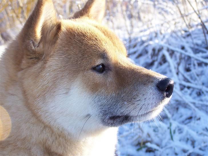 Shiba Shinko *elsket og savnet  - nyt billede i sneen billede 7