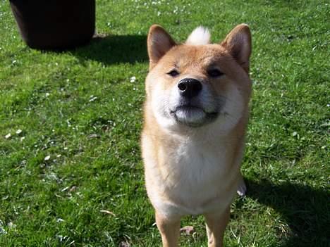 Shiba Shinko *elsket og savnet  - "hvornår kaster du flere godbidder??" han blev lidt utålmodig billede 8