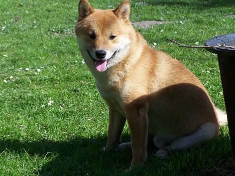 Shiba Shinko *elsket og savnet  - så er det tid til en slapper billede 9