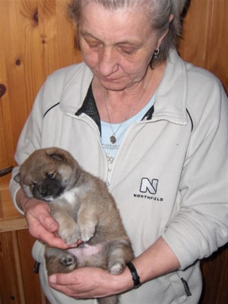 Shiba Shinko *elsket og savnet  - er man bare lidt dejlig eller hva:-) billede 10