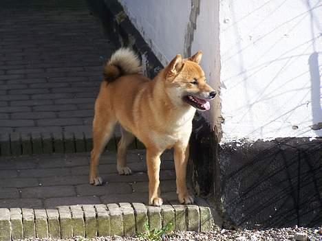 Shiba Shinko *elsket og savnet  - her kan han holde øje med om der kommer nogen.. eller om der sker noget spændende på gaden billede 11