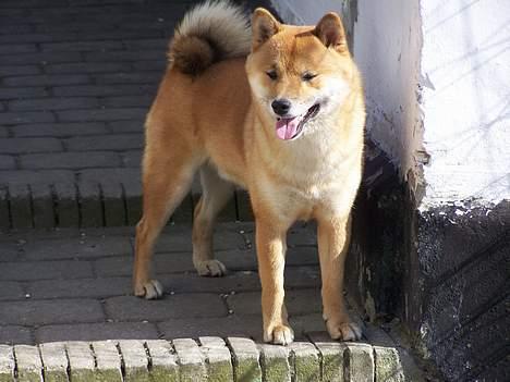 Shiba Shinko *elsket og savnet  - smuk lille hund:-) billede 12