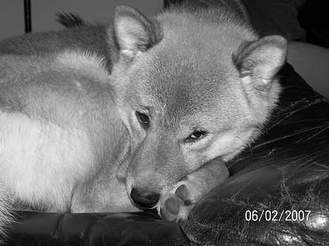 Shiba Shinko *elsket og savnet  - så er det vist tid til at sove lidt. selv en shiba bliver træt en gang imellem billede 13
