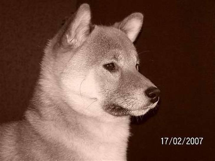 Shiba Shinko *elsket og savnet  billede 14