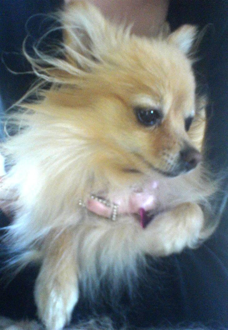 Pomeranian Tulle - Min lille Prinsesse billede 1