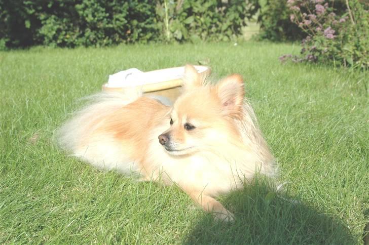 Pomeranian Tulle - Tulle nyder sommeren 2008 billede 2