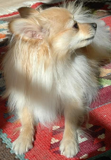 Pomeranian Tulle billede 3