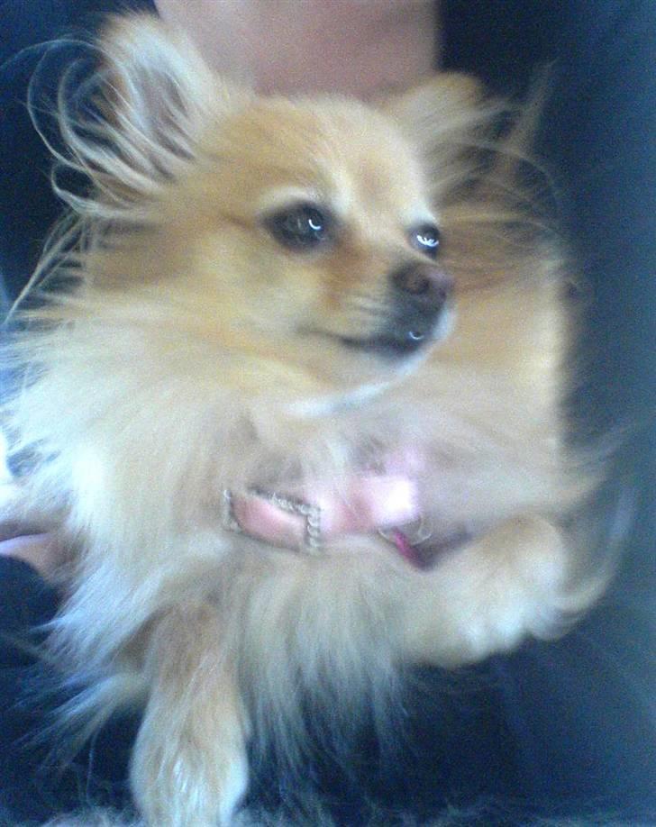 Pomeranian Tulle billede 4