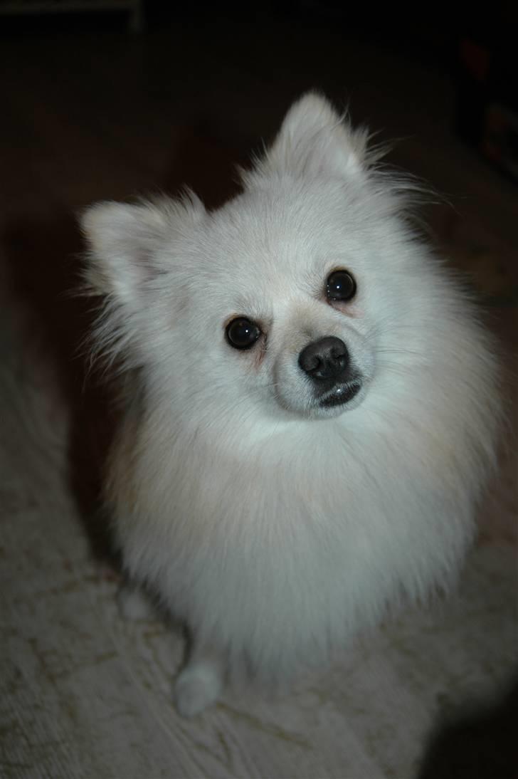 Pomeranian Tulle - Charlie -Tulles ven billede 5