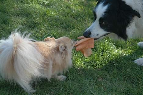 Pomeranian Tulle - Hiv hiv -Tulle og Ingo (mine forældres hund) billede 6