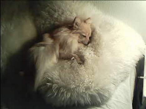 Pomeranian Tulle - Det er skønt at putte i lammeskind zz billede 7