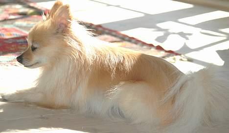 Pomeranian Tulle - Tulle nyder solen billede 8