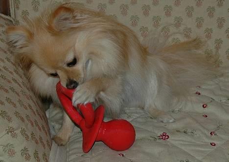 Pomeranian Tulle - Tulles kæmpe sut billede 9