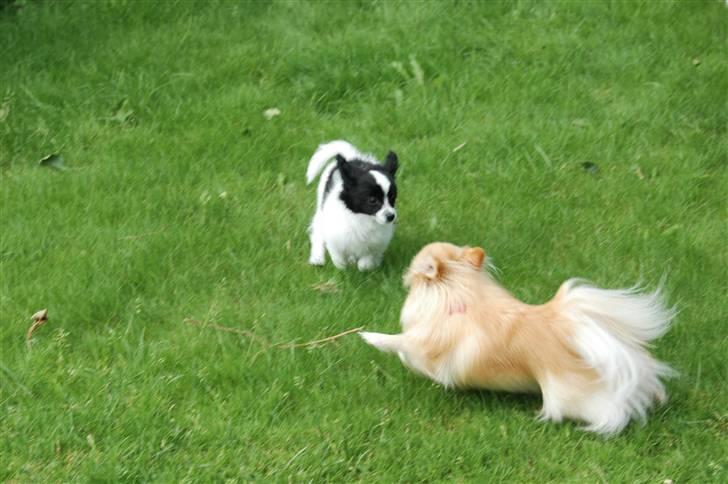 Pomeranian Tulle - Tulle og Balou leger, Balou er desværre død, vi savner ham hver eneste dag! :´( billede 10