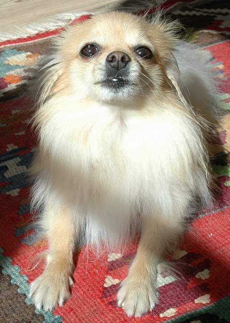 Pomeranian Tulle - I fjolle/lege humør billede 11